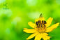 Natural Bee Propolis Powder Flavones Food Grade Ethyl Alcohol Colla Apis Extraction