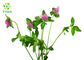 977150-97-2 Herbal Extract Powder Red Clover Flower Extract HPLC / UV Test Method