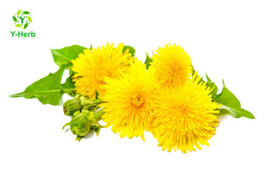 Water Soluble Herbal Extract Powder Taraxacum Extract Yellow Brown Color